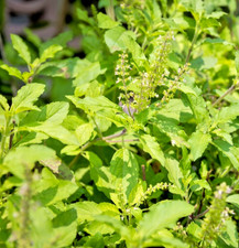 1200x Holy Basil Seeds – Ocimum Sanctum – Tulsi Herb – Natural Health & Wellness