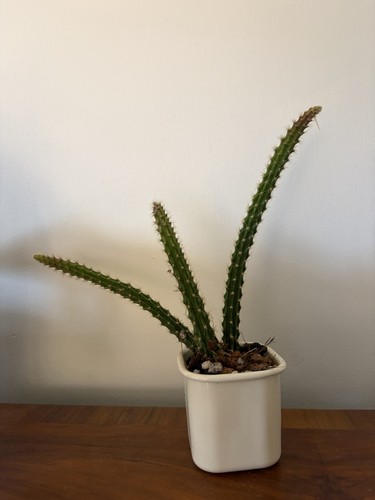 Rat tail cactus - rat,