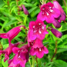 Penstemon 'Blackbird' - 2x 1