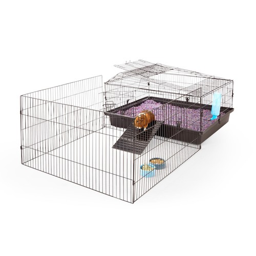 Everyyay guinea pig - guinea,