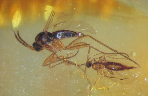 Pliocene amber kenya - pliocene,