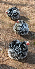 6+ Mottled Bantam Cochin
