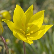 Tulip Sylvestris Flower Bulbs