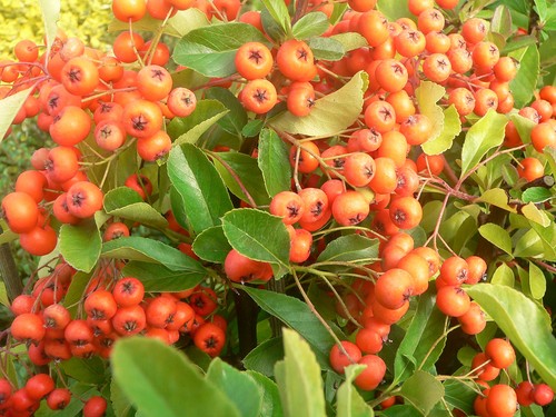 Pyracantha coccinea red column - pyracantha,