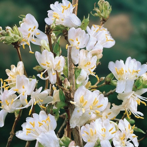Lonicera winter beauty - lonicera,