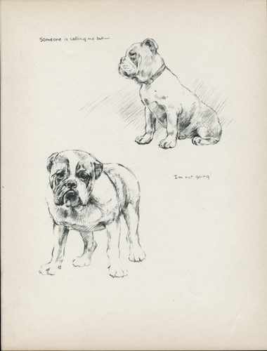 Bulldog vintage 1937 - vintage,