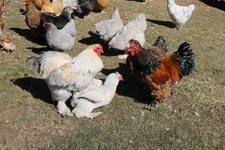12+ Large Breed Brahma Fertile