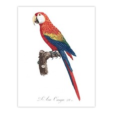 Scarlet Macaw Parrot Francois