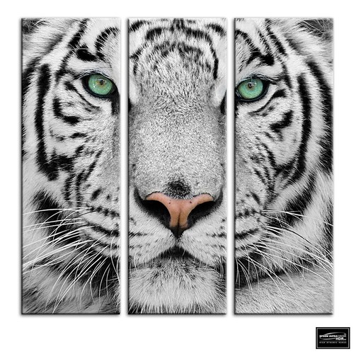 Siberian tiger eye animals - eye,