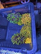 RARE ~3-5” Chicago Sunburst