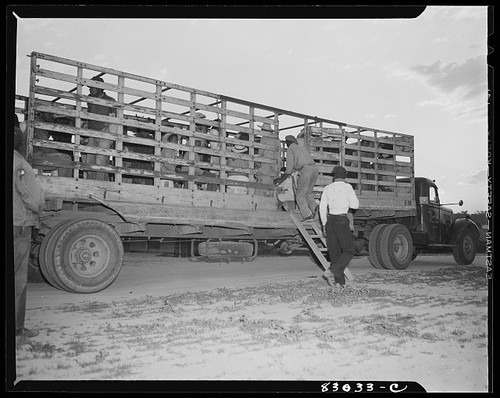 Photo 1940s livestock - photo:1940s, truck