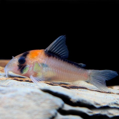 Adolfoi corydoras - adolfoi,