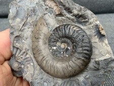 Grammoceras jurassic - sp.,