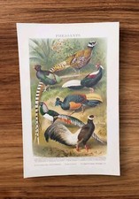 Antique 1904 Pheasant Bird