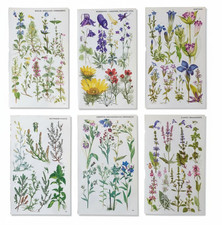 6 x Vintage Botanical  1974