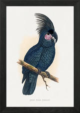 Great Black Cockatoo