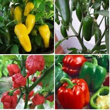 x4 Mix Pepper Plug Plants 4 Varieties (No Tags) Chili - End of April'25