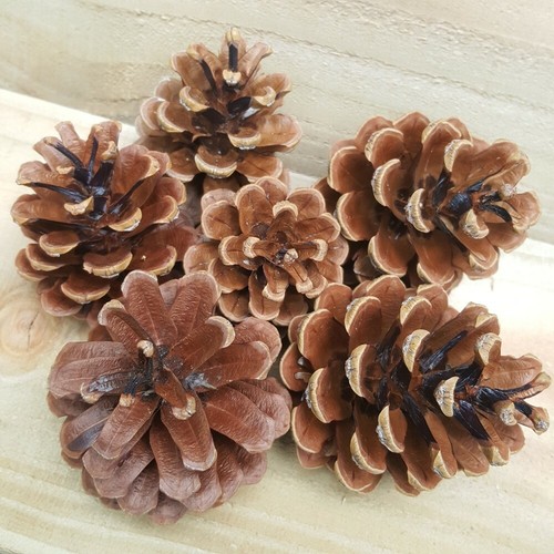Organic large pine fir cones - 6,