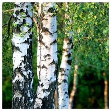 3 Silver Birch Trees