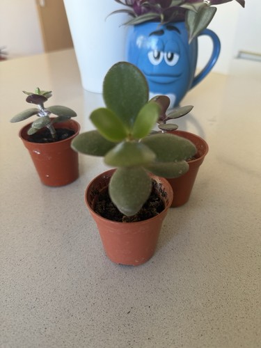 Baby jade plants crassula - jade,
