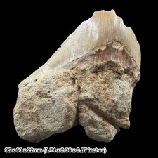 Megalodon Shark Tooth Fossil