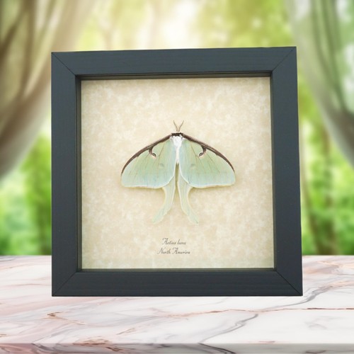Real luna moth framed - luna, actias
