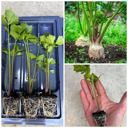 Celeriac vegetable plug - 6, x