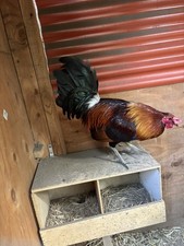 6+ Hatching Eggs