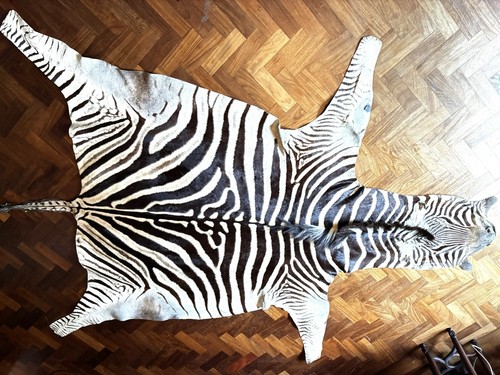 Genuine zebra skin - skin, for