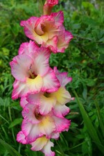10x Gladioli Priscilla Summer