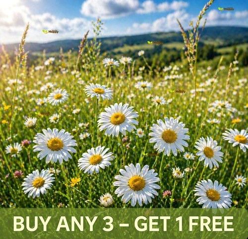 Meadow english daisy 1000 - english,
