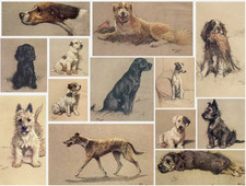 Cecil Aldin Dog Prints A Dozen Dogs Or So Collection Single Photo Print