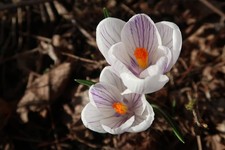 Crocus Zonatus Kotschyanus