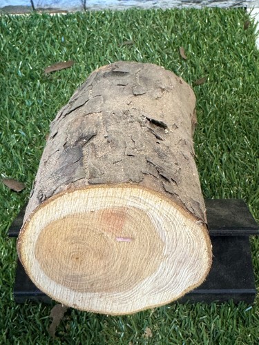 Year air dried - yew, log
