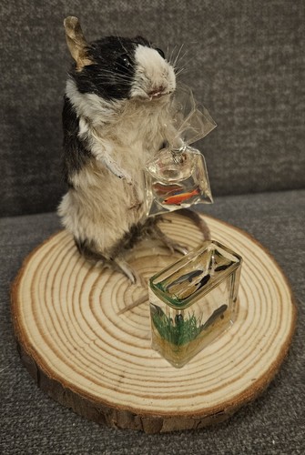 Bad taxidermy mouse holding - taxidermy,