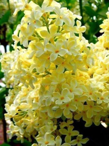 Yellow lilac seeds - 25,