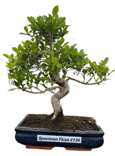 Ficus microcarpa - ficus,