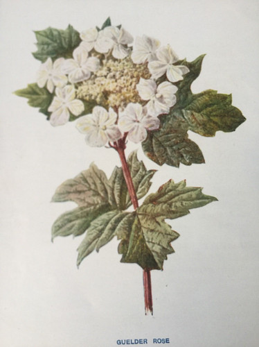 Antique print guelder - print,