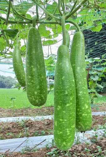 Bangladesh hybrid vegetable - bangladesh,