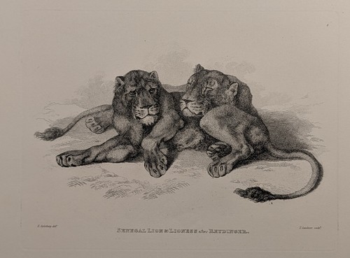 1823 thomas landseer - thomas,