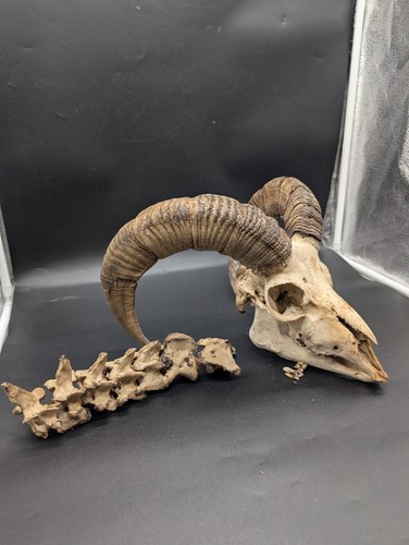Large curl sheep ram skull - sheep,