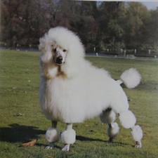 extra large greeting card w STANDARD POODLE , handmade 20x20cm , 8" square