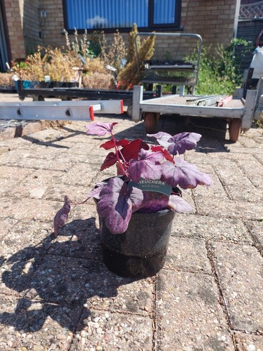 Heuchera wild rose - heuchera, pot