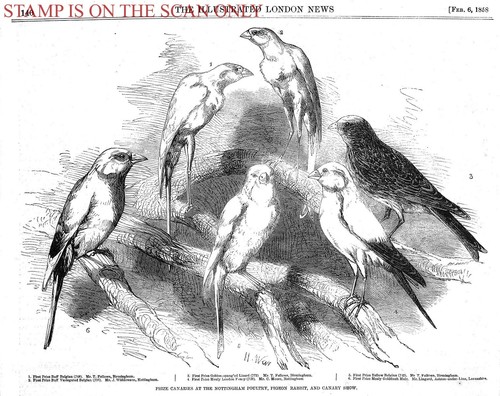 Prize canaries nottingham - prize, at