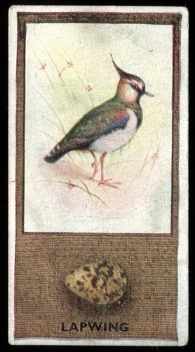 Tobacco card godfrey - card,,