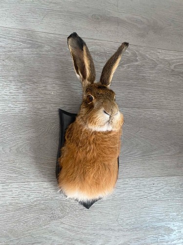 Taxidermy hare head - hare,