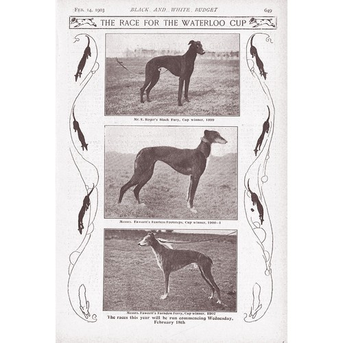 Coursing dogs the - dogs,