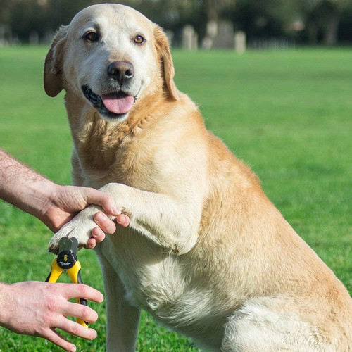 Pet nail clippers - for, and