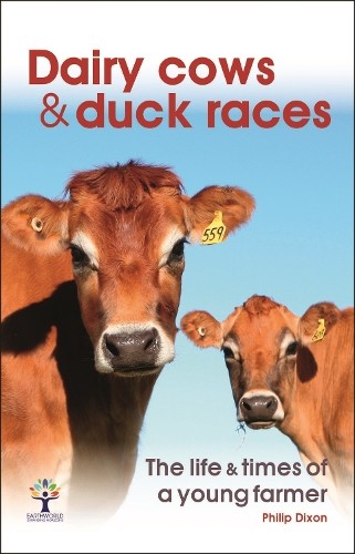 Dairy cows duck races the - duck,