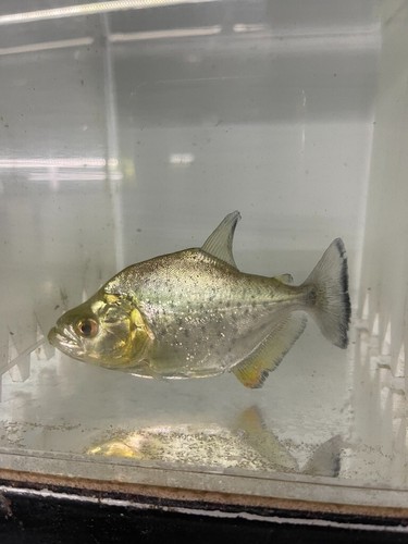 Gold diamond piranha 4 - diamond, 3”-4”
